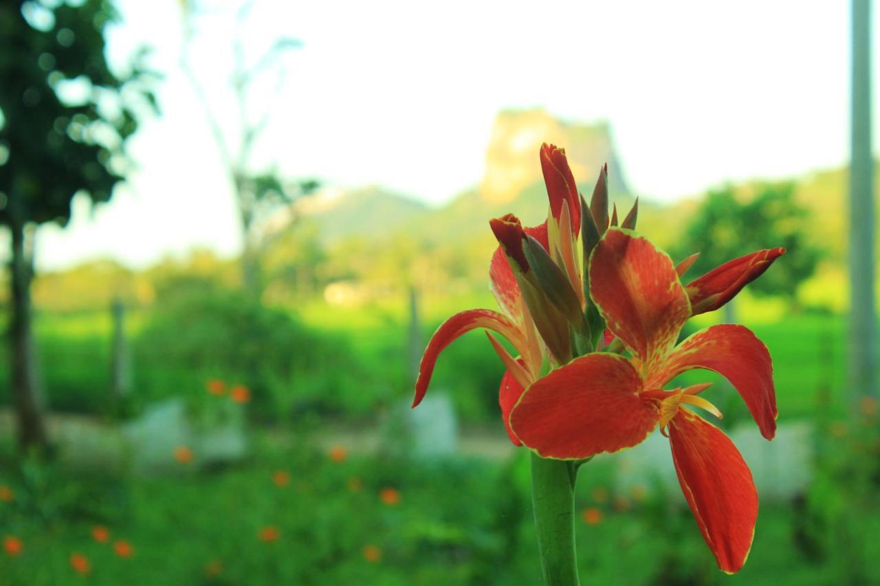 Lucky Villa Sigiriya Dış mekan fotoğraf